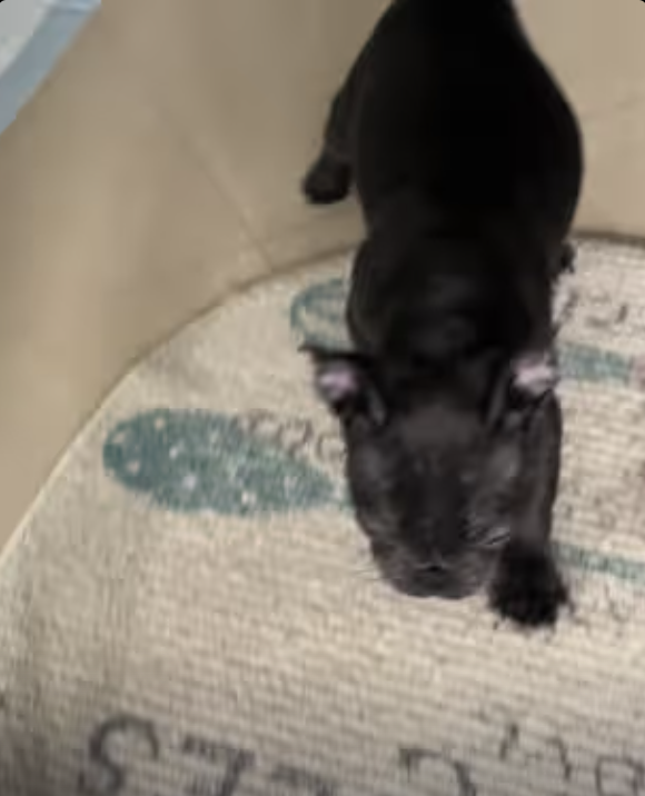 Frenchies first big jump !